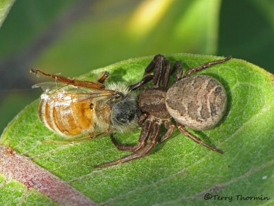 Xysticus sp. - Crab Spider with Honey Bee A1a.JPG