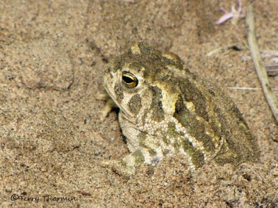 Great Plains Toad 5a.jpg