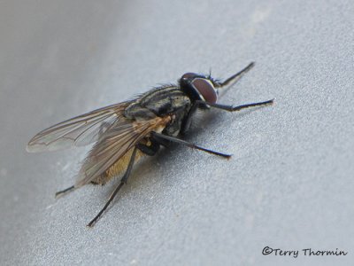 Musca domestica 3a.jpg