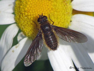 Poecilanthrax tegminipennis - Bee Fly 1a.jpg