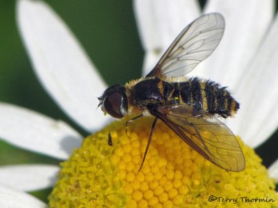 Villa lateralis - Bee Fly 1a.jpg