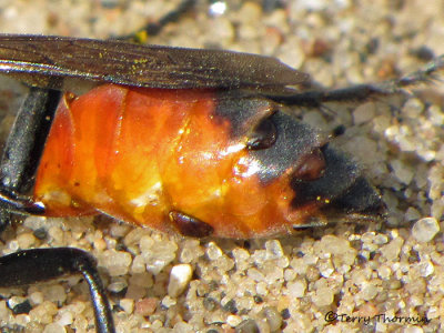 Twisted-winged Parasites - Strepsiptera