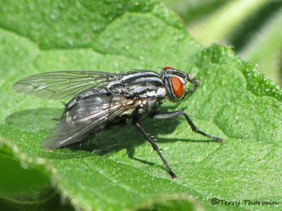 Sarcophagidae - Flesh Fly C1b.jpg