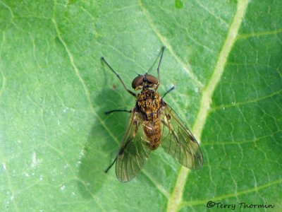Chrysopilus sp. - Snipe Fly D1a.jpg