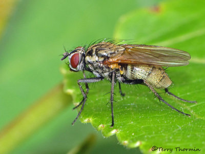 Anthiomyiidae - Root Maggot Fly B3.jpg