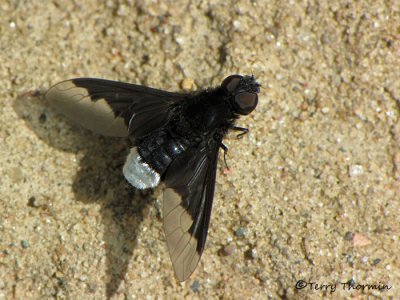 Anthrax georgicus - Bee Fly male 1a.jpg