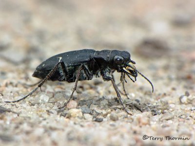 Cicindela longilabris - Long-lipped Tiger Beetle 13a.jpg