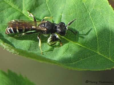 Crabro latipes - Square-headed Wasp male 3a.jpg