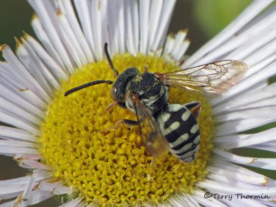 Epeolus or Triepeolus - Cuckoo Bee A1a.jpg