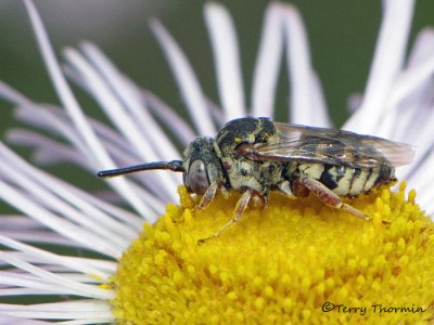 Epeolus or Triepeolus - Cuckoo Bee A2a.jpg