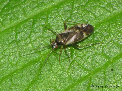 Miridae - Plant Bug E1a.jpg