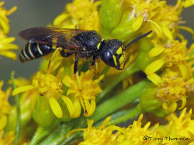 Philanthus sp. - Bee Wolf A2a.jpg