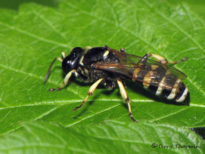 Crabro monticola - Square-headed Wasp female 1a.jpg