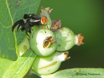 Rhagoletis sp. - Maggot Fly ovipositing on snowberry 1a.JPG