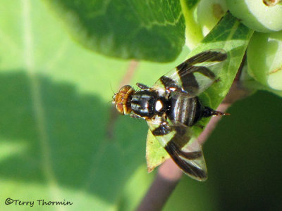 Rhagoletis sp. - Maggot Fly 2a.JPG