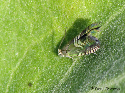 Grapholita sp. tentative -  Tortricid Moth A1a.jpg