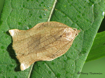 Choristoneura rosaceana (tentative) - Oblique-banded Leafroller 1a.jpg