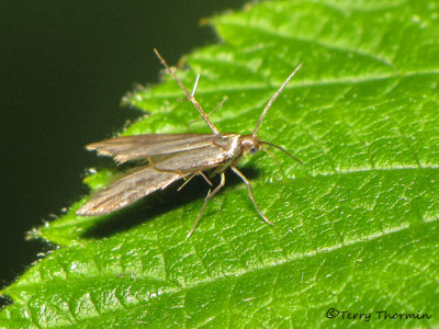 Skeletonizer Moths - Schreckensteiniidae