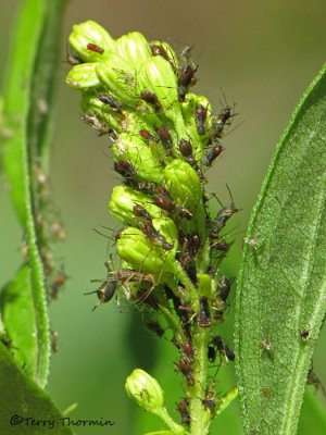 Aphids on Goldenrod A1a.jpg