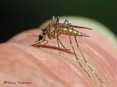 Culicidae - Mosquito C1a.jpg
