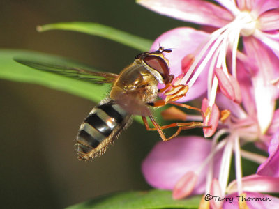 Epistrophe grossulariae - Flower Fly 9a.JPG