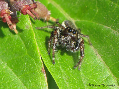 Eris militaris - Jumping Spider 10a.JPG