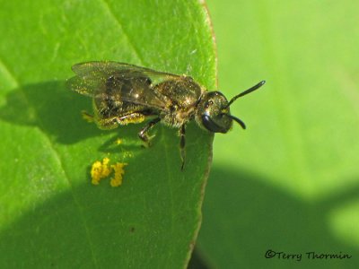 Sweat Bees - Halictidae