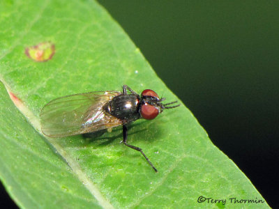 Fanniid Flies - Fanniidae