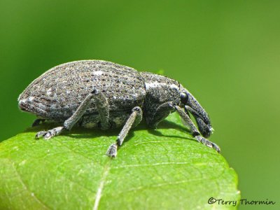 Lepyrus sp. - Weevil A3a.JPG