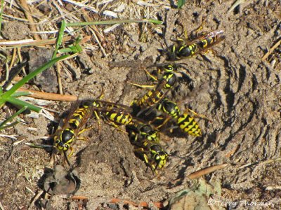 Vespula pensylvanica - Western Yellowjackets at nest entrance 5a.jpg