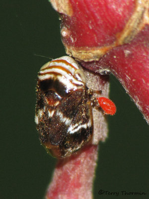 Froghoppers and Spittlebugs - Cercopidae