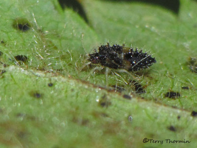 Corythucha sp. - Lace Bug nymph A2a.jpg