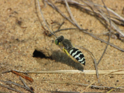 Bembix americana - Sand Wasp female in flight at burrow A1a.jpg