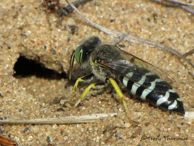 Bembix americana - Sand Wasp female at burrow A1a.JPG