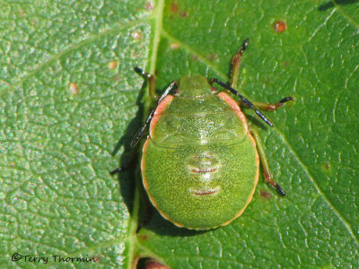 Chlorochroa uhleri - Stink Bug Nymph B1a.jpg