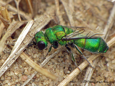 Cuckoo Wasps - Chrysididae