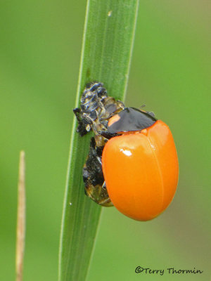 Coccinella septempunctata - Seven-spot Ladybug freshly emerged 3a.jpg