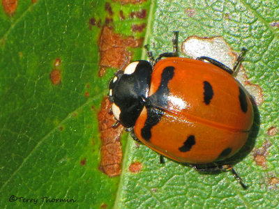 Coccinella transversoguttata - Transvers Ladybug 4a.jpg