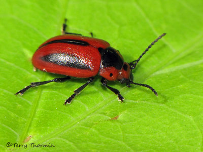 Entomoscelis americana - Red Turnip Beetle 1a.jpg