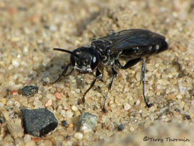 Lyroda subita - Crabronine wasp 6a.jpg
