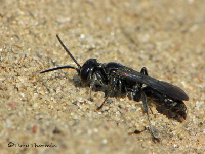 Lyroda subita - Crabronine wasp 5b.jpg