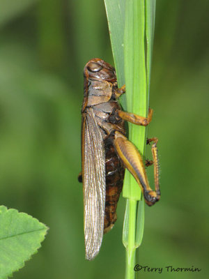 Melanoplus bivittatus. - Dead Two-striped Grasshopper killed by fungus 1.JPG
