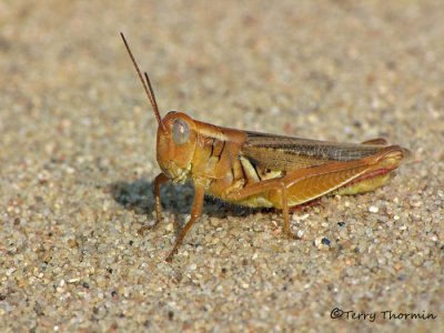 Melanoplus foedus - Striped Sand Grasshopper B1.JPG