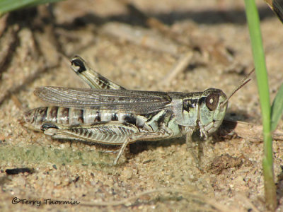 Melanoplus infantilis - Little Spur-throated Grasshopper A1.JPG