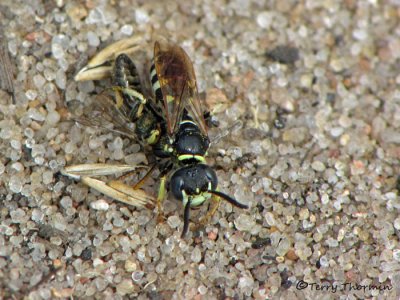 Philanthus sp. - Bee Wolf carrying Halictid bee A1a.JPG