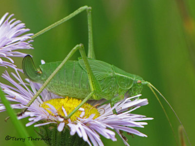 Katydids - Tettigoniidae
