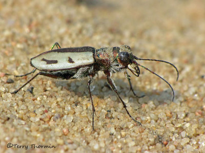 Cicindela limbata - Sandy Tiger Beetle 4a.jpg