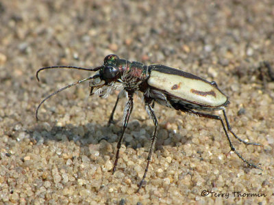 Cicindela limbata - Sandy Tiger Beetle 5a.jpg