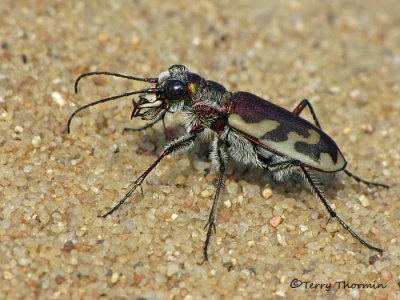 Cicindela lengi - Blowout Tiger Beetle 8a.jpg