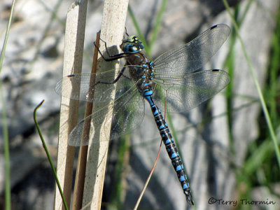 Aeshna interrupta - Variable Darner 10a.jpg